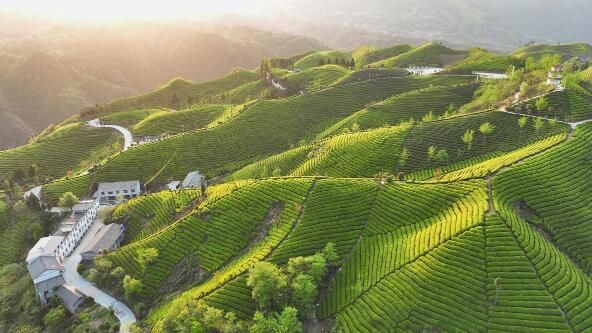 有关于国内市场饱和，“产茶大县”如何突围？ 鹤峰探索有机茶“出海破圈”的内容(2)