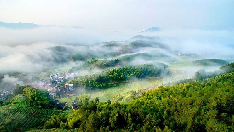 有关于福建周宁:“天然空调城”夏日茶乡休闲度假胜地的信息