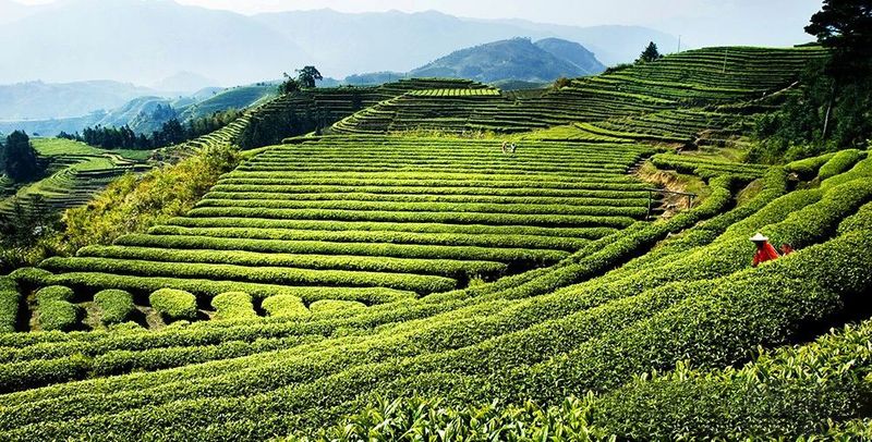 有关于福建周宁:“天然空调城”夏日茶乡休闲度假胜地的信息(3)