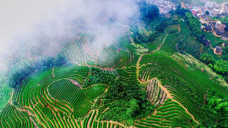 有关于福建周宁:“天然空调城”夏日茶乡休闲度假胜地的信息(4)