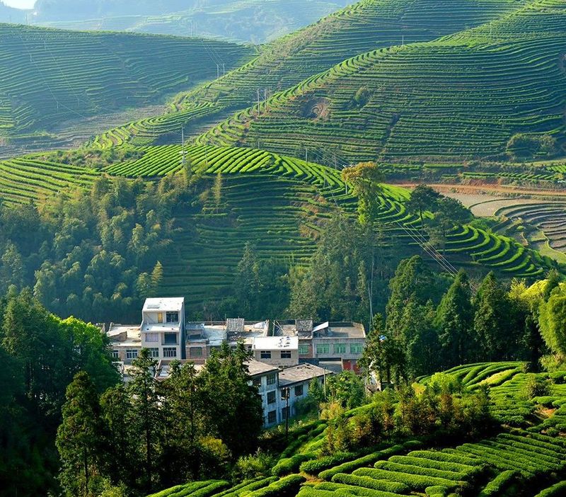 有关于福建周宁:“天然空调城”夏日茶乡休闲度假胜地的信息(5)