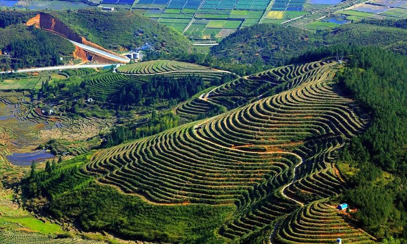 有关于福建周宁:“天然空调城”夏日茶乡休闲度假胜地的信息(7)