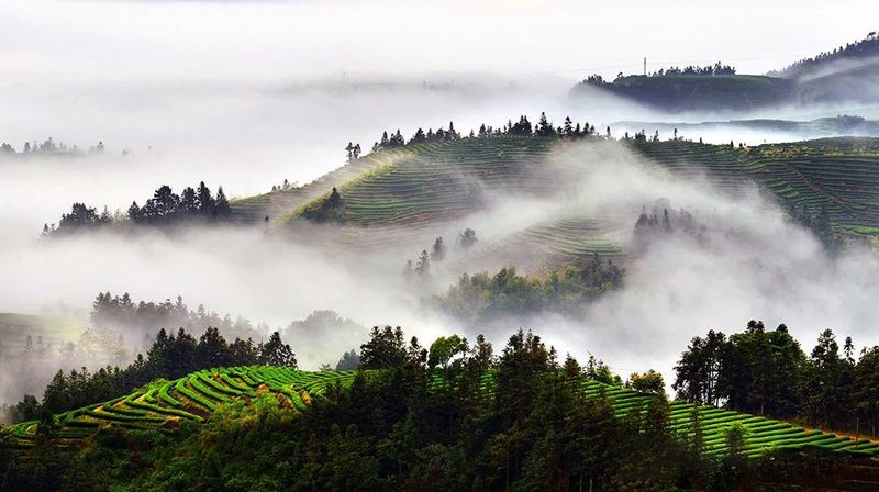 有关于福建周宁:“天然空调城”夏日茶乡休闲度假胜地的信息(2)
