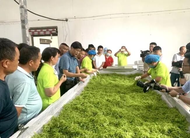 关于品得莓茶致富甜——省委组织部“田间课堂”走进永定区的最新消息(1)