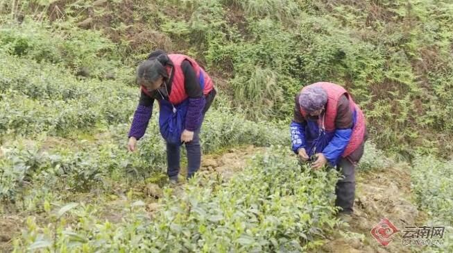 有关于昭通绥江县：一片茶叶带富一方百姓的资讯(1)
