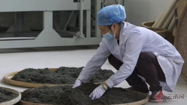 有关于昭通绥江县：一片茶叶带富一方百姓的资讯(4)