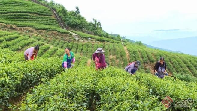 有关于昭通绥江县：一片茶叶带富一方百姓的资讯(2)