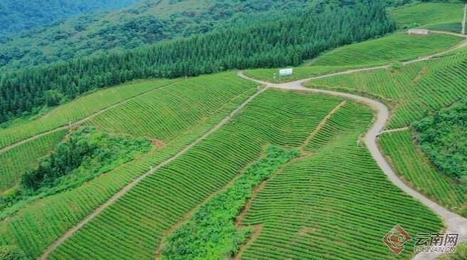 有关于昭通绥江县：一片茶叶带富一方百姓的资讯