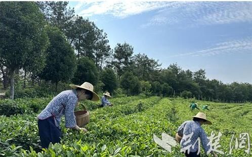 关于荆门市马河镇成功举办标准化茶叶采摘技能大赛的资讯