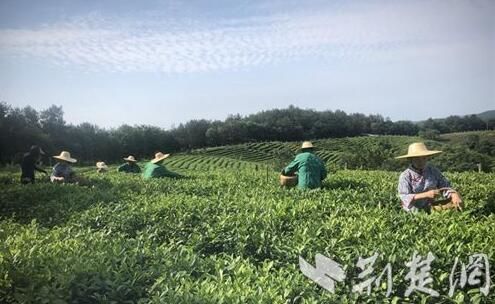 关于荆门市马河镇成功举办标准化茶叶采摘技能大赛的资讯(1)