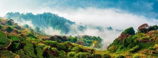 有关于这里的茶园“头戴帽、腰系带、脚穿靴”的消息(3)