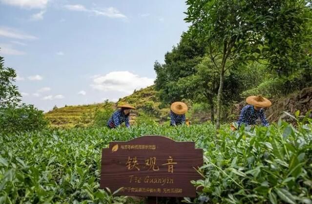 有关于这里的茶园“头戴帽、腰系带、脚穿靴”的消息(2)
