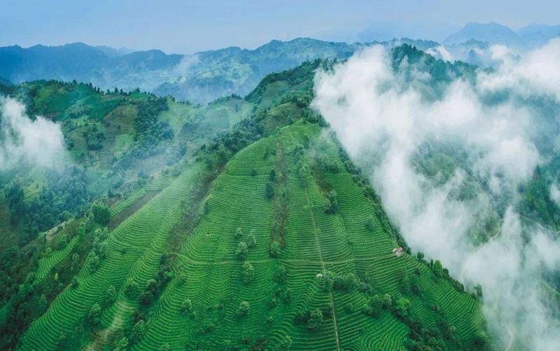 有关于乐山茶，如何做到“强、优、响、富”？的相关信息