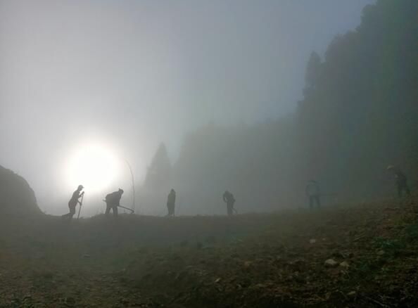 关于松桃平头镇：夏季茶山管护忙 群众增收有保障的新闻(3)