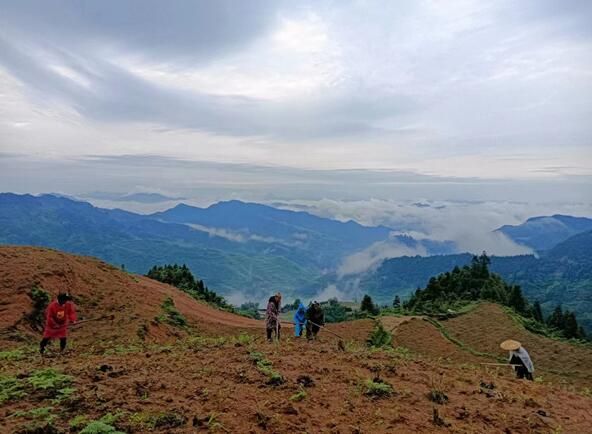 关于松桃平头镇：夏季茶山管护忙 群众增收有保障的新闻(1)