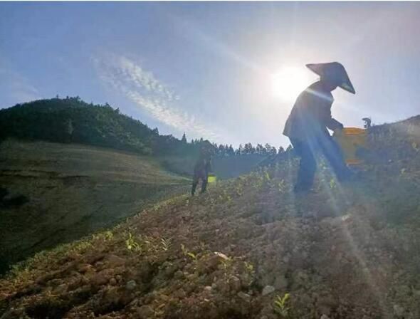 关于松桃平头镇：夏季茶山管护忙 群众增收有保障的新闻(2)