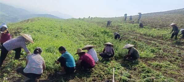 关于松桃平头镇：夏季茶山管护忙 群众增收有保障的新闻