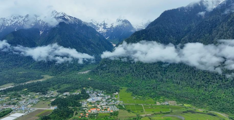 有关于走进西藏海拔最高的茶场——林芝易贡茶场的消息(3)