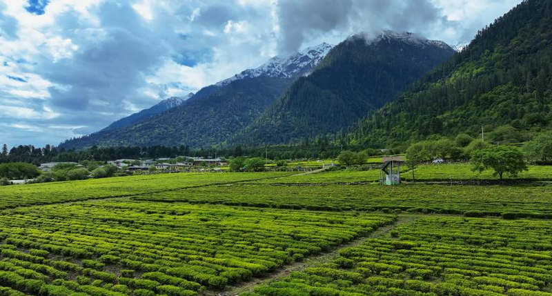 有关于走进西藏海拔最高的茶场——林芝易贡茶场的消息