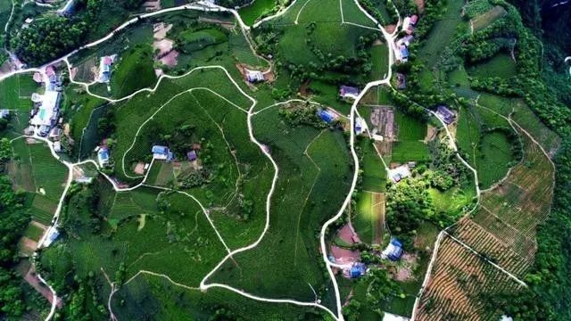 关于打造“欧标园” 湖北宜都茶园向生态低碳迈进的最新消息