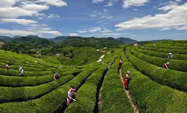 关于打造“欧标园” 湖北宜都茶园向生态低碳迈进的最新消息(1)