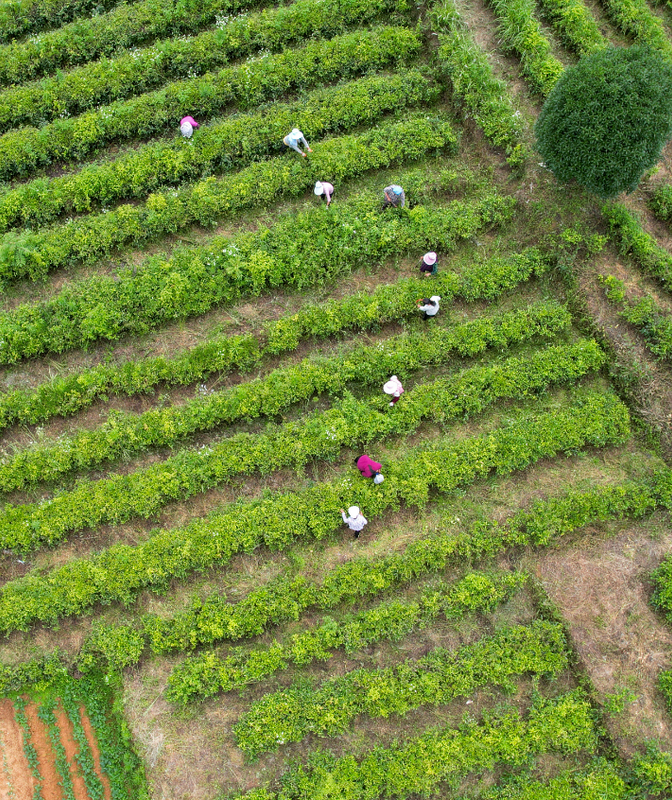 有关于遵义市凤冈县：有机茶园夏季除草忙的最新消息(1)