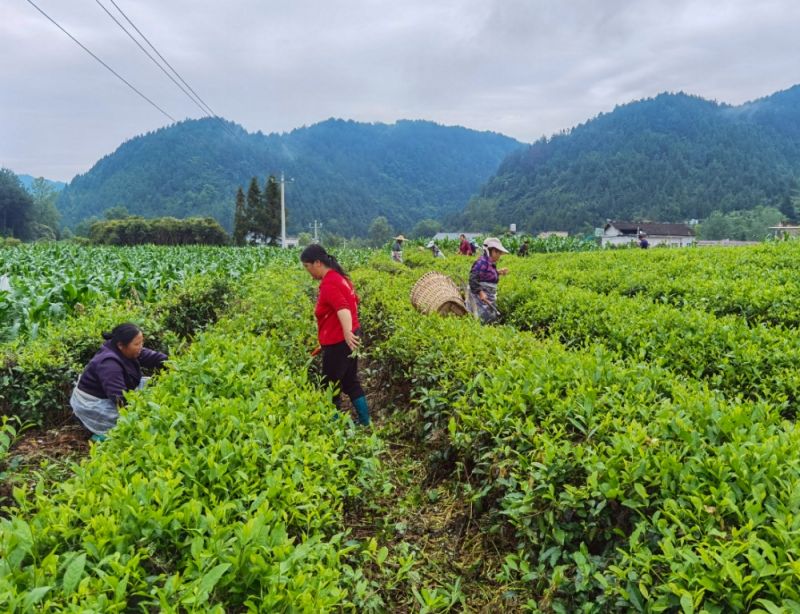 有关于遵义市凤冈县：有机茶园夏季除草忙的最新消息(4)