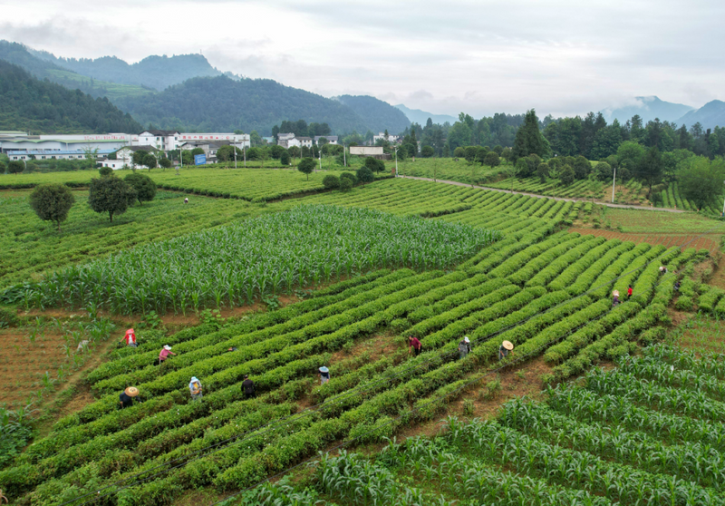 有关于遵义市凤冈县：有机茶园夏季除草忙的最新消息(2)