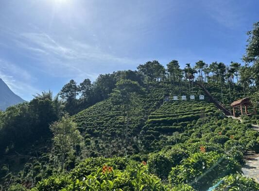 有关于海南毛纳村：茶香飘满致富路的相关内容