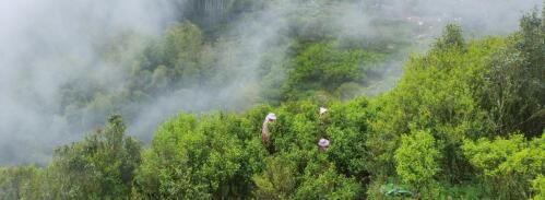 有关于2023凤凰单丛茶文化节•粤港澳大湾区即将盛大开幕！的相关内容(1)