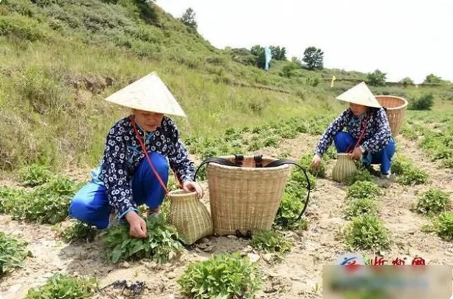 关于“管涔仙草”毛建茶首届“伏茶”开采节启幕的信息(2)