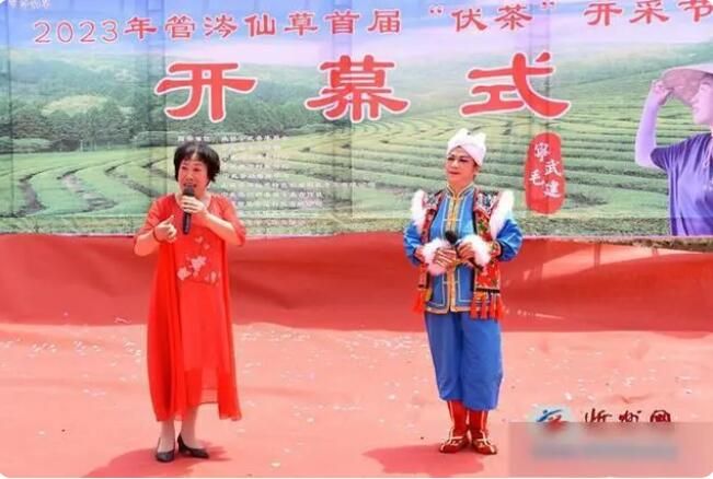 关于“管涔仙草”毛建茶首届“伏茶”开采节启幕的信息(3)