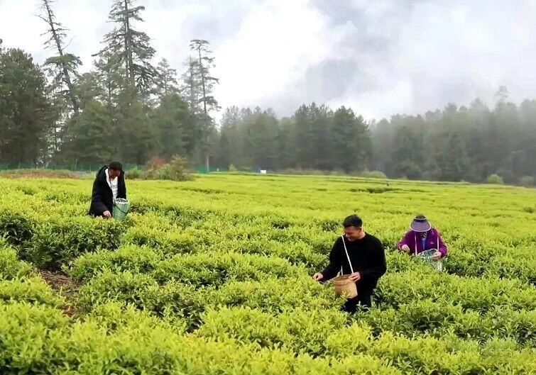 有关于察隅：茶产业引领乡村振兴的内容(1)