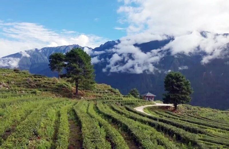 有关于察隅：茶产业引领乡村振兴的内容(5)