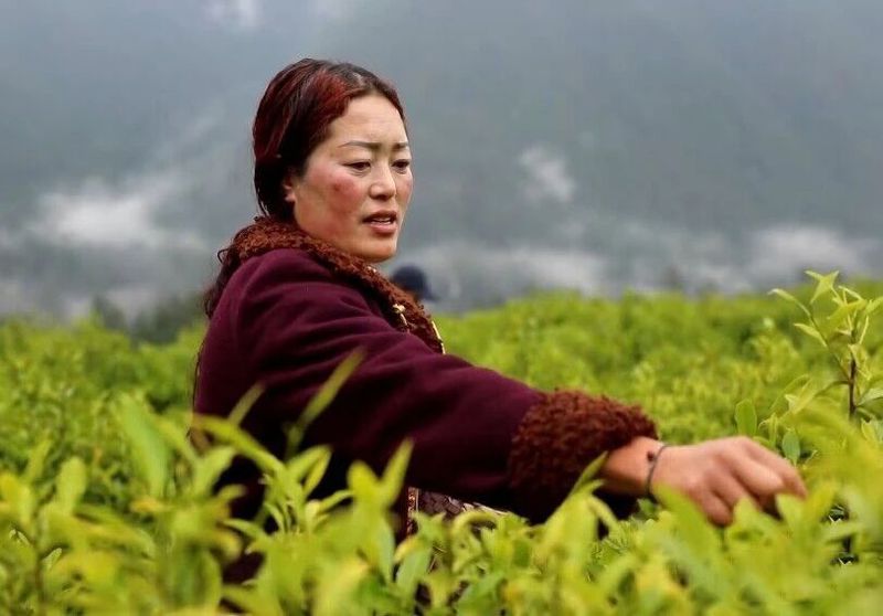 有关于察隅：茶产业引领乡村振兴的内容