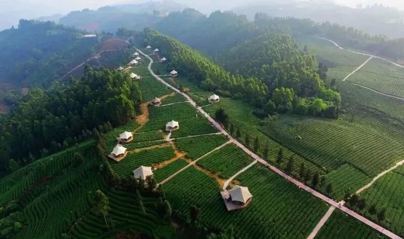 关于CCTV13《共同关注》——卫星视角看祖国多彩大地 俯瞰名山区牛碾坪茶园风光的新闻(2)