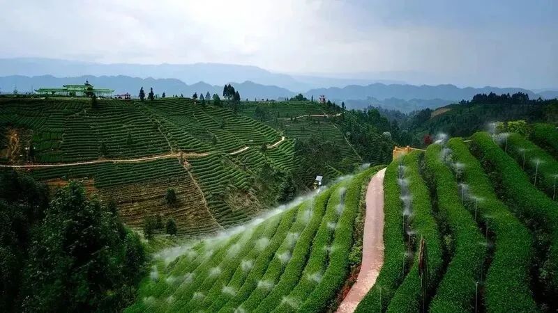 关于CCTV13《共同关注》——卫星视角看祖国多彩大地 俯瞰名山区牛碾坪茶园风光的新闻(1)