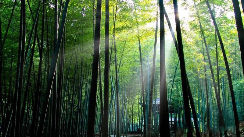 有关于重庆永川区：来“中国最具幸福感城市”体验休闲养生之旅的信息(11)