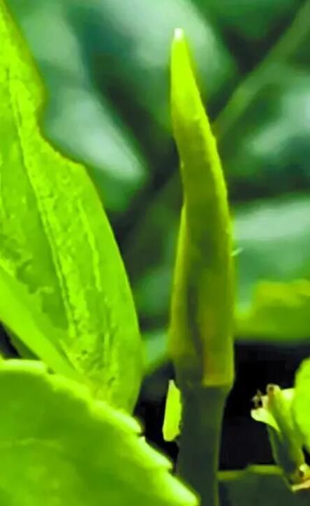 关于江门绿叶蝉茶采摘季到来，鲜叶产量减少 茶味更加清甜的相关信息(1)