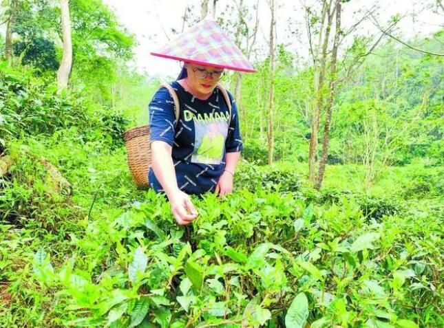 关于江门绿叶蝉茶采摘季到来，鲜叶产量减少 茶味更加清甜的相关信息(2)