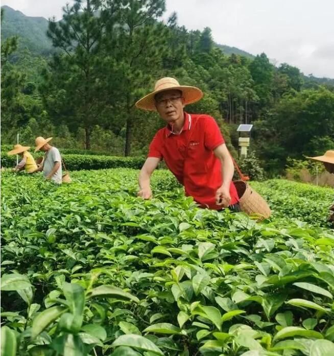 关于江门绿叶蝉茶采摘季到来，鲜叶产量减少 茶味更加清甜的相关信息