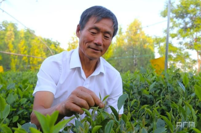 有关于科技“甘泉”助力茶园长出“金叶子”的相关信息