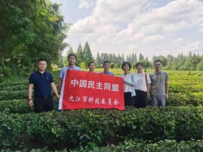 有关于民盟九江市委会科技支部、科技委员会赴浮梁县开展茶产业发展课题调研的相关内容