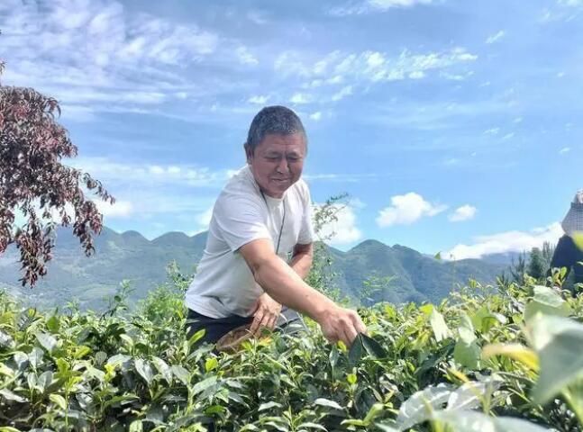 关于党支部建在产业链上让茶叶种得好卖得俏收入高的新闻(1)