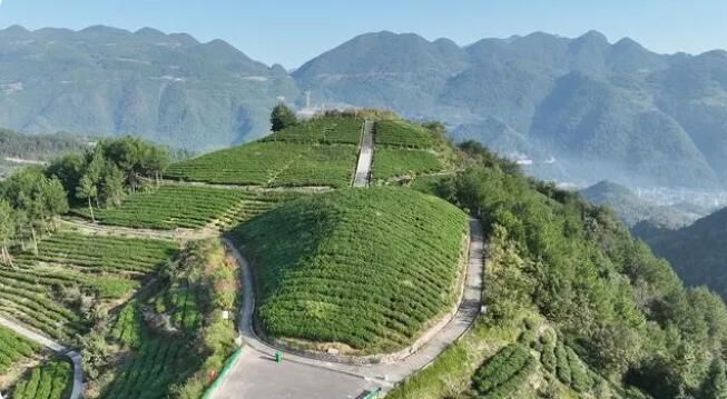 关于党支部建在产业链上让茶叶种得好卖得俏收入高的新闻