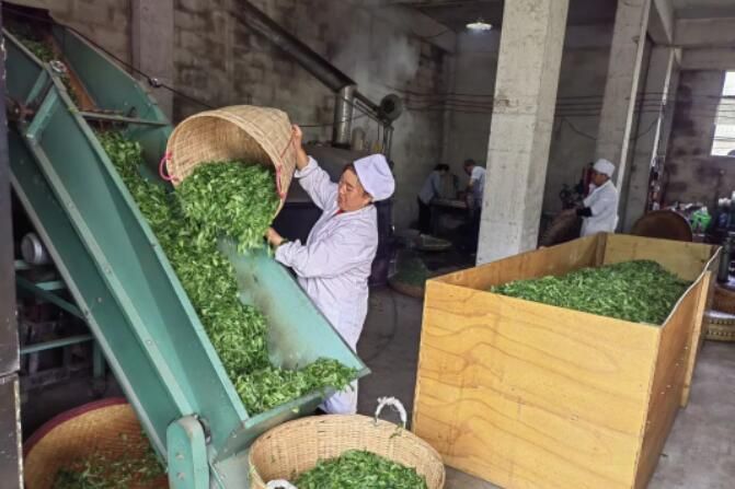 关于​威宁：茶叶加工为茶产业发展插上增收的“翅膀”的相关内容(1)