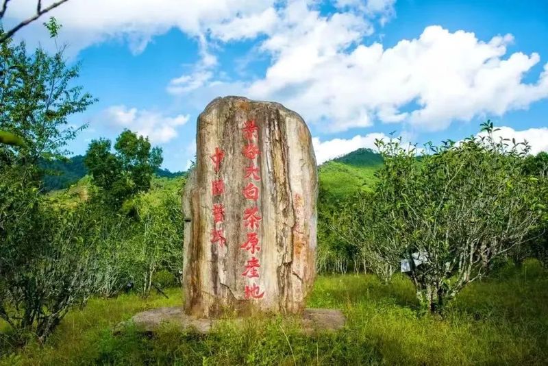 关于景谷民乐：“沪滇帮扶”项目为景谷大白茶产业发展注入“源头活水”的新闻