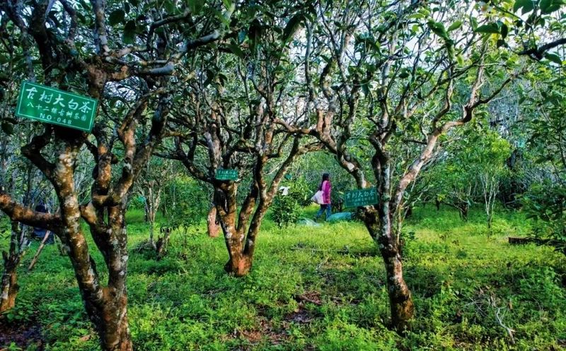 关于景谷民乐：“沪滇帮扶”项目为景谷大白茶产业发展注入“源头活水”的新闻(8)