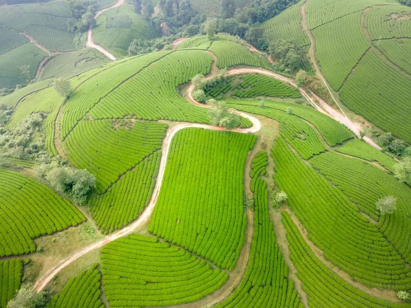 关于广西钦州加快茶产业高质量发展存在的问题及对策的消息(1)