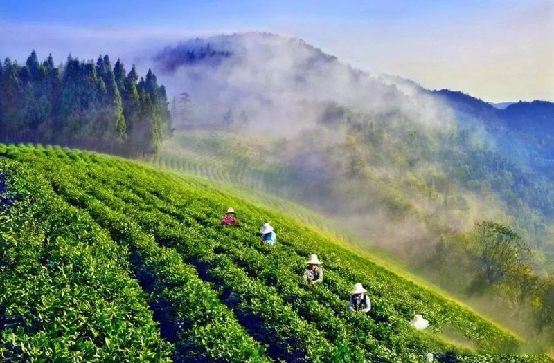 有关于湖南石门：山环水绕，茶为香饵，美食回肠……茶旅融合格局浑然天成的最新消息(7)